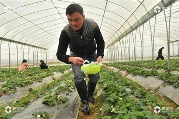 黄瓜长势不齐是什么情况黄瓜怎样养长得旺盛