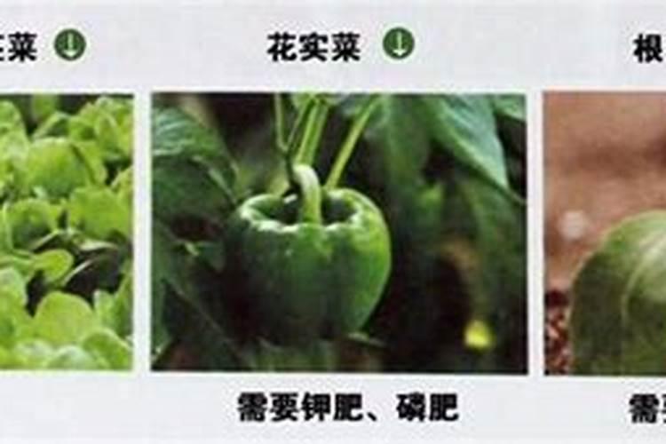 青菜施什么肥最好