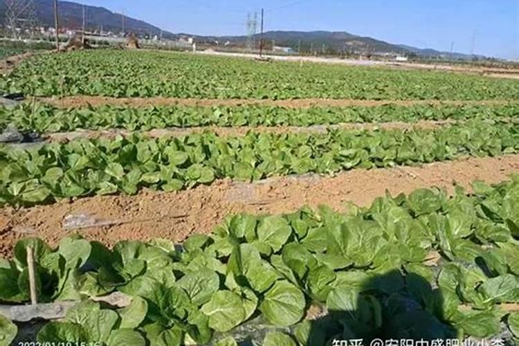 青菜施肥用复合还是尿素