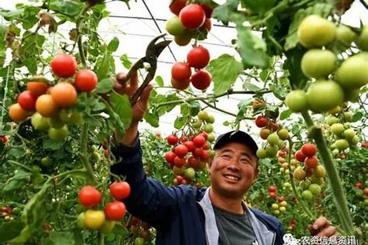 请问这是西葫芦什么病？怎样防治？