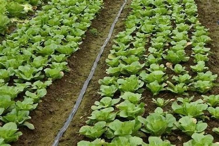 土豆浇什么肥料合适