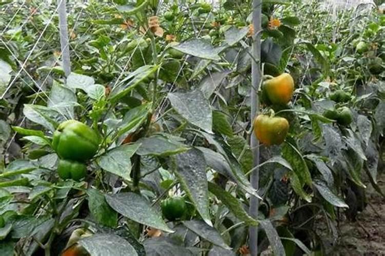 盆栽彩椒种植方法(彩椒 盆栽)