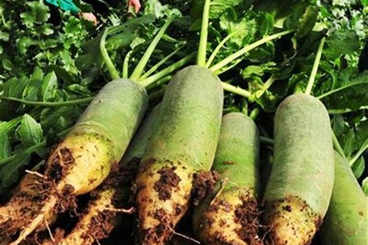 种植秋萝卜需要什么肥 施肥原则有哪些