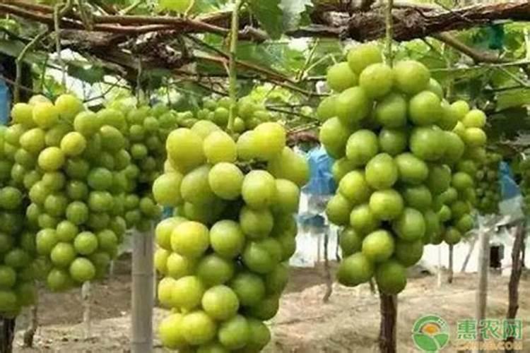 “膨大素”的使用方法是什么