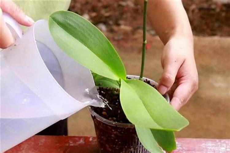 黄瓜开花时可以打药吗(黄瓜开花前后喷施杀菌剂行吗)