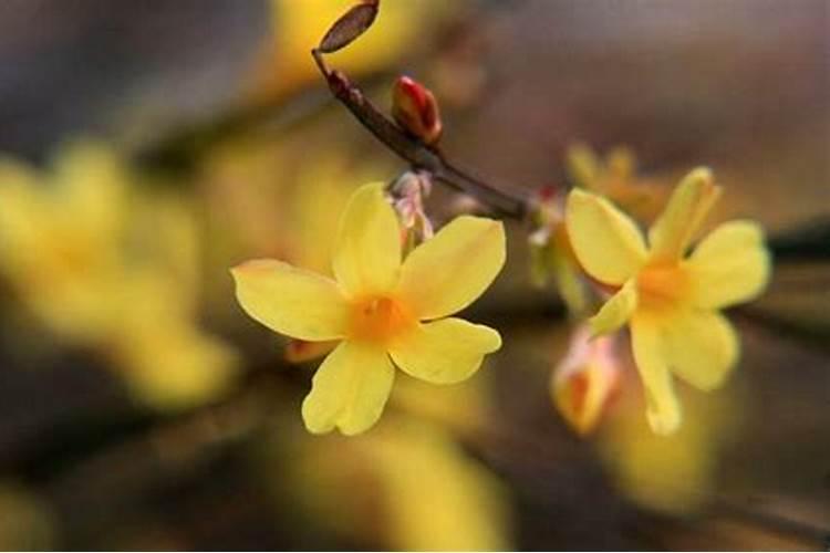 迎春花喜肥吗 喜欢施什么肥料