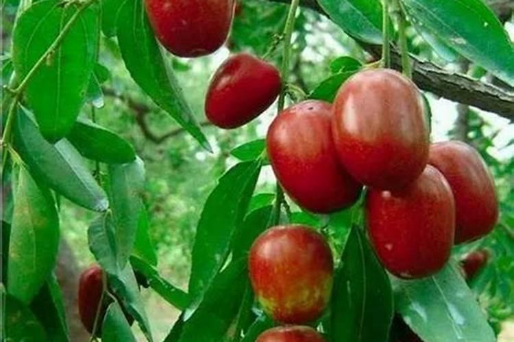 枣树施什么肥料最好