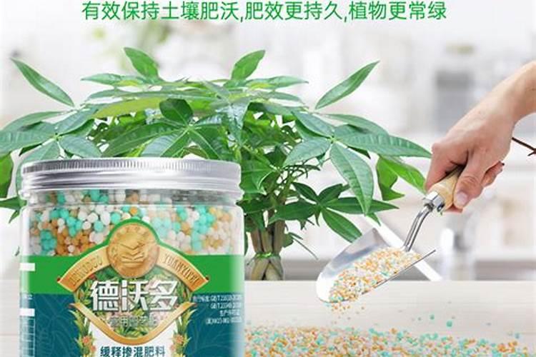 柚子树什么时候施肥