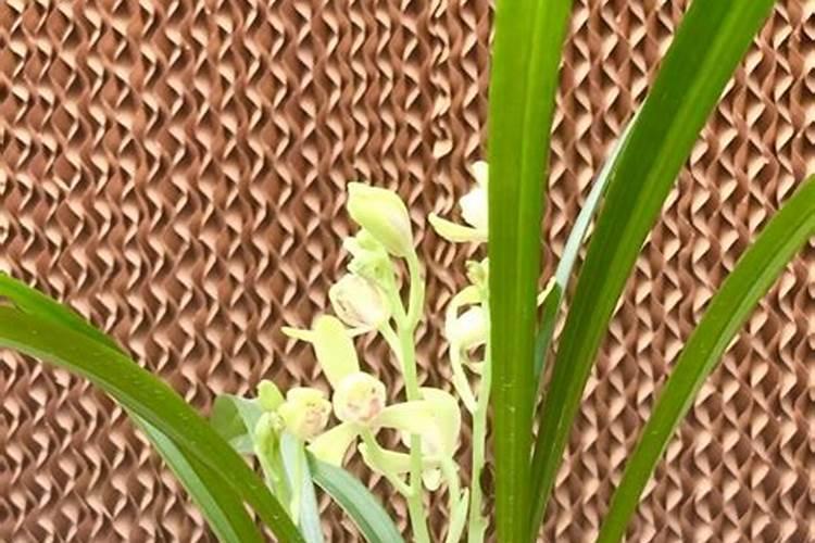 兰花不开花用什么肥料