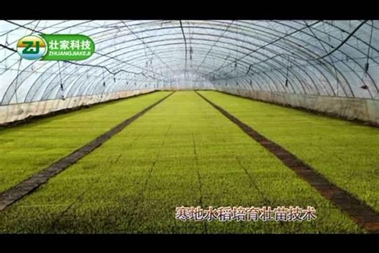 青花椒种植技术和管理