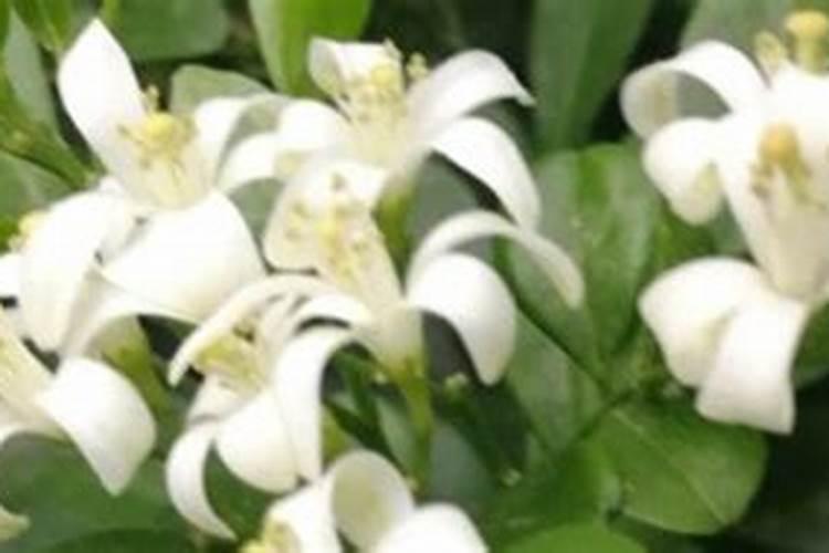 什么植物用来做肥料可以代替氮肥