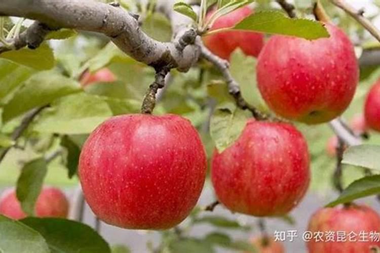 果实膨大期施肥诀窍 如何让果子快速膨大