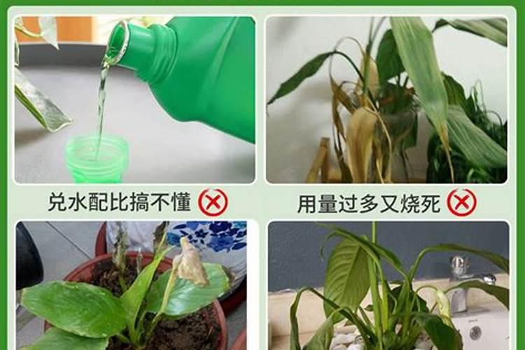 刚土培改水培的红掌能施叶面肥吗