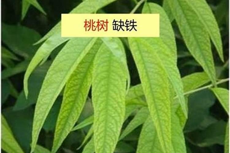 荔枝控梢用什么药最好