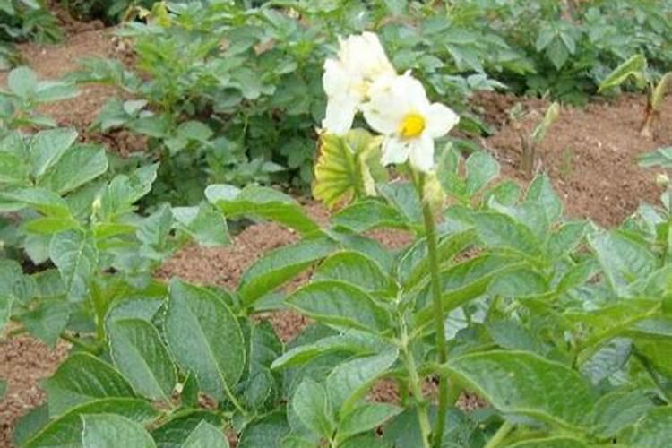 荔枝如何控梢促花
