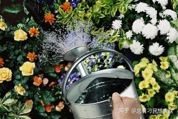 磷酸二氢钾浇花起什么作用(用来浇灌、喷施注意事项)