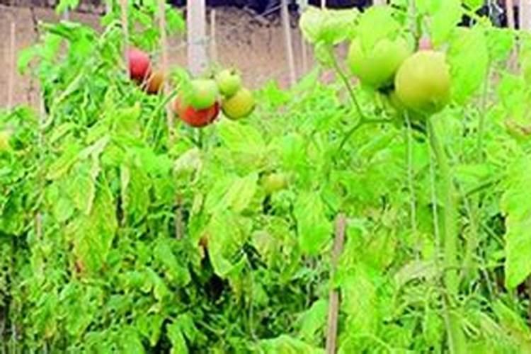 腐植酸水溶肥是什么？它有啥作用呢？
