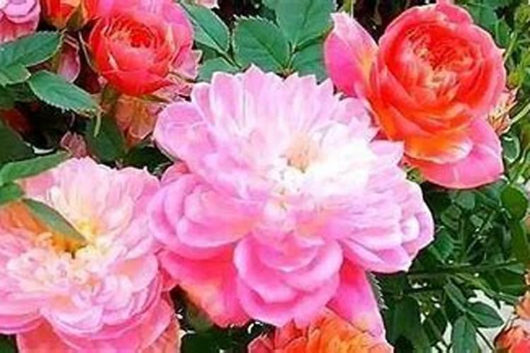 高温闷棚的季节里,农村蔬菜大棚怎样闷棚效果才好？