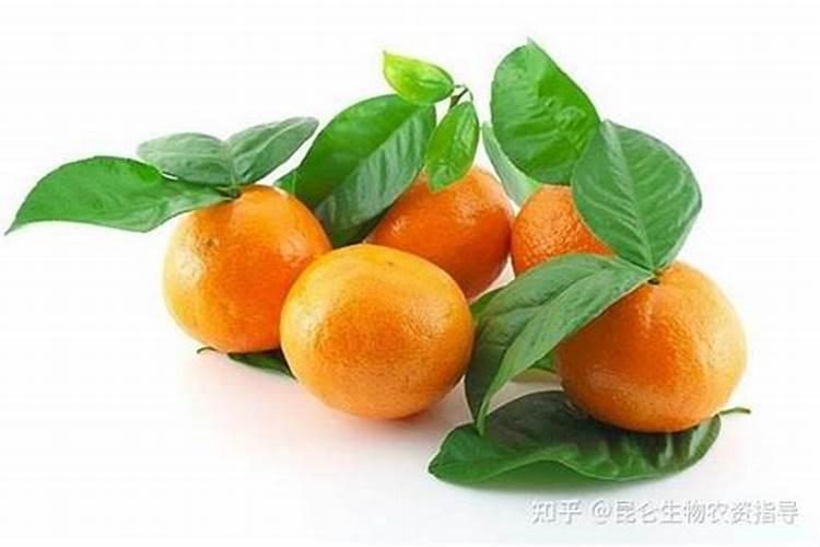柑橘施什么肥可以增加甜度(柑橘施叶面肥果子会很甜)