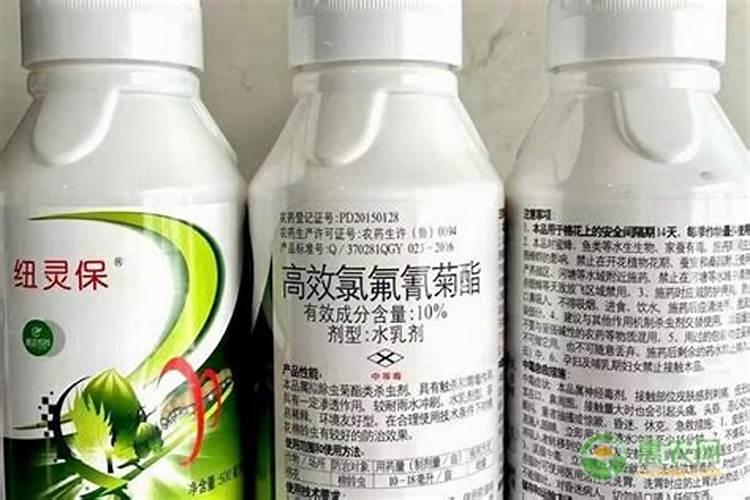 沃柑树主支干枯是怎么回事
