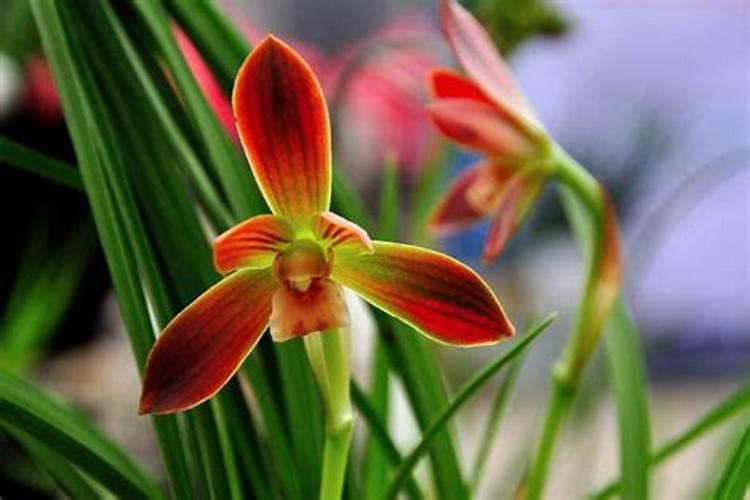 兰花开花时能施肥吗 开花的兰花能不能施肥