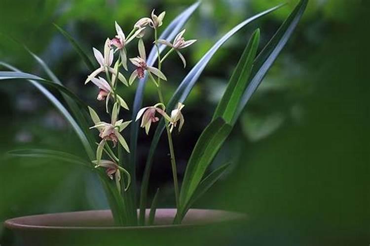 兰花开花期如何给施肥