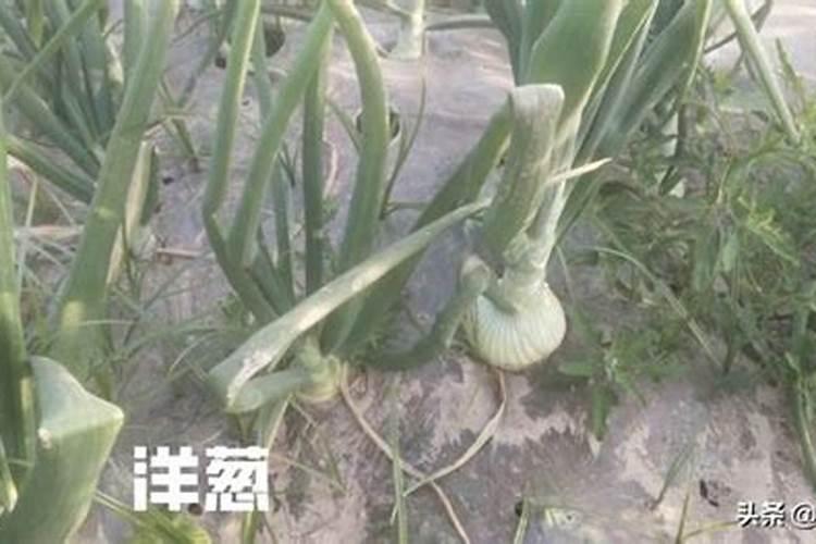 洋葱如何膨大