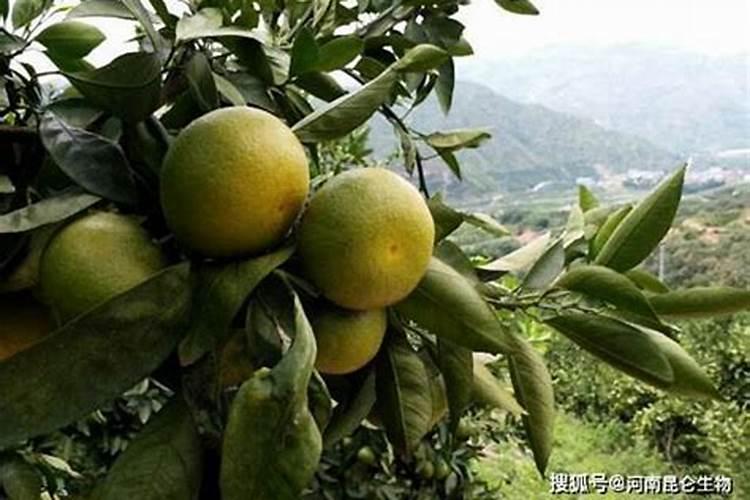 柑橘肥害补救措施