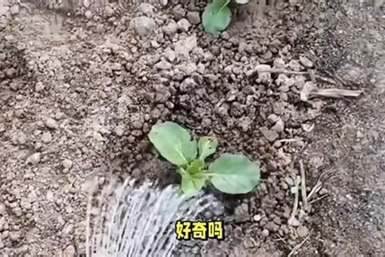 新栽树苗能施磷肥吗？