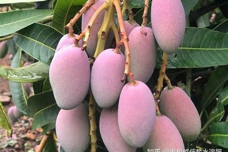 芒果施什么肥