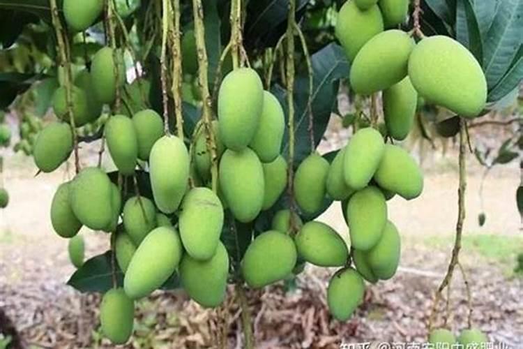 芒果开花结果期种植管理如何做？芒果开花坐果期用什么肥料好