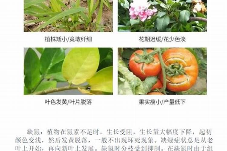 芸苔素内酯可与赤霉素混合吗