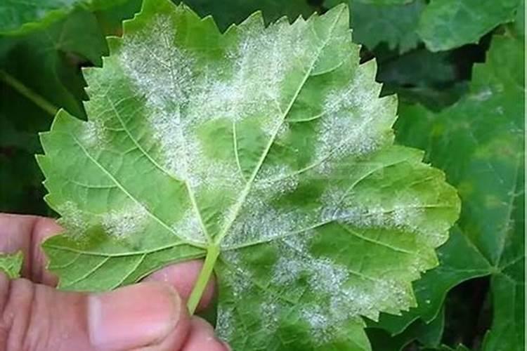 白菜霜霉病用什么药最好
