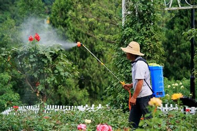 花椒树这次打药能加尿素吗？一斤尿素配多少斤水合适？