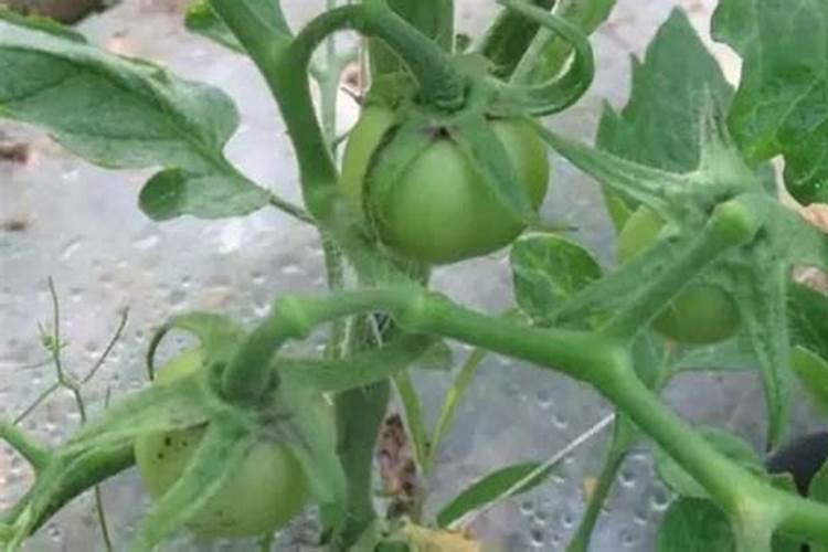 番茄落花落果怎么解决？什么原因造成的呢？