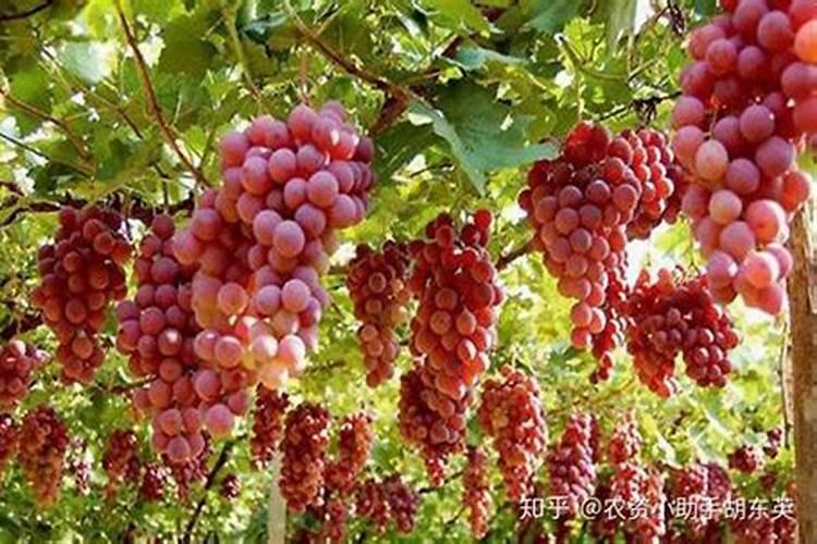葡萄发芽是否喷叶面肥？用什么叶面肥好？