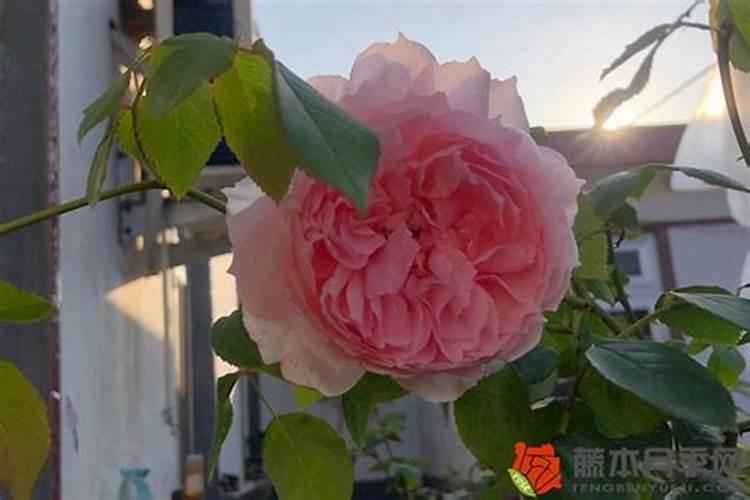 月季花施肥方法怎样给月季花施肥