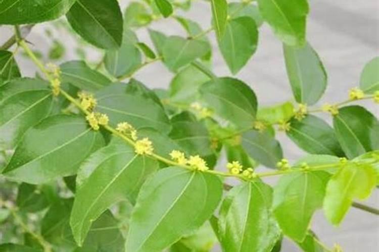 玉米用什么含量的肥料