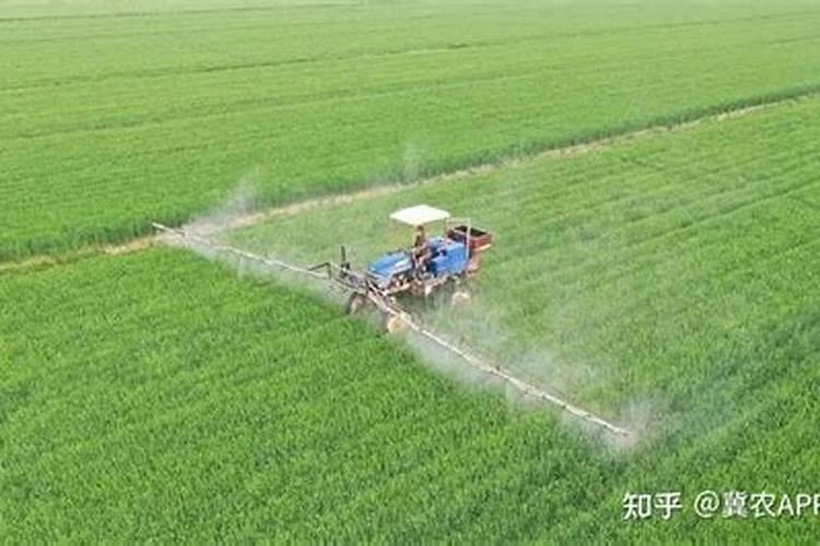 小麦宝宝叶面肥喷雾时间表