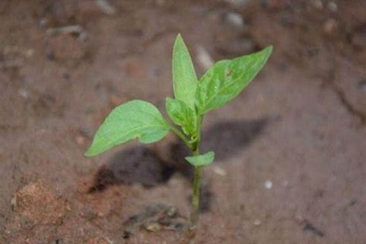 芸苔素14,24,28的区别是什么？