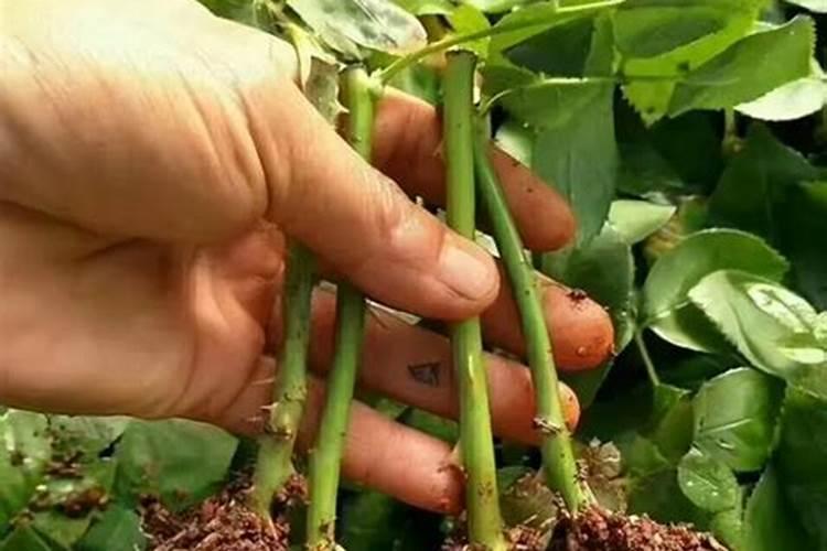 在土豆种植过程当中,使用膨大素到底是好处多还是坏处多？