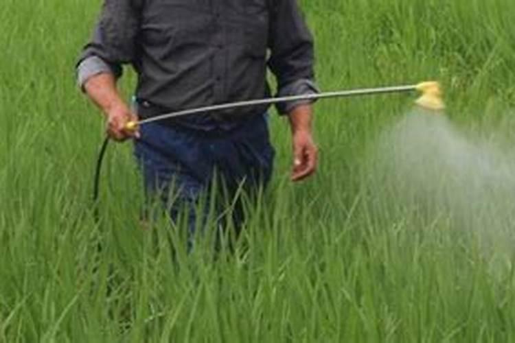 芸苔素内酯可以滴灌冲施吗一亩地冲是多少？