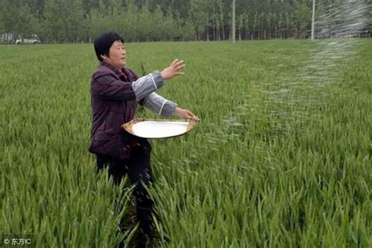 菜地常用的氮化肥有哪几种？各有什么特性？