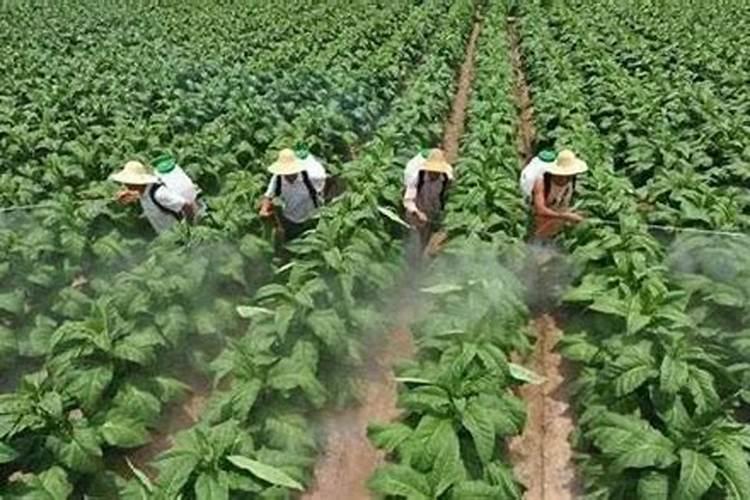 烤烟用什么叶面肥？一共需要施肥几次？