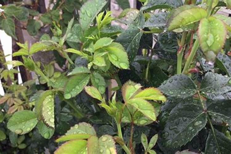 下雨天如何给月季施肥