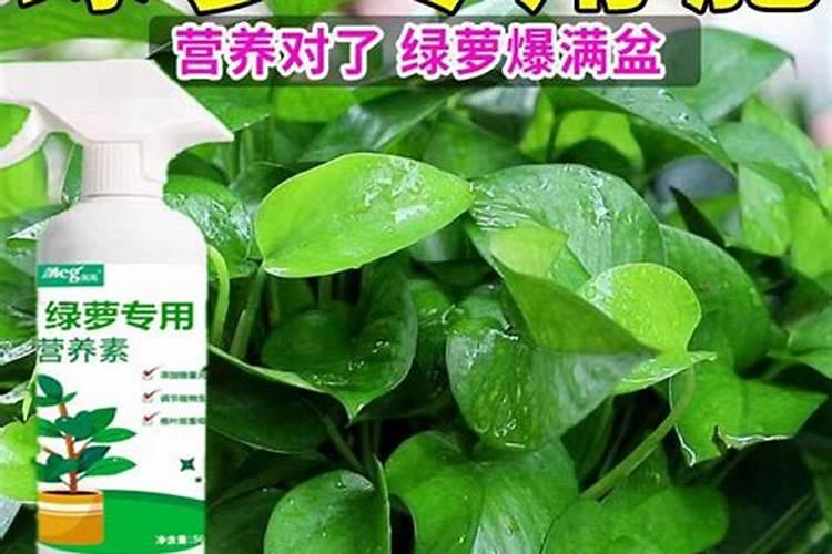 绿萝别只浇水,用上哪几种“营养肥”,叶子浓绿光亮,呼呼长新枝？
