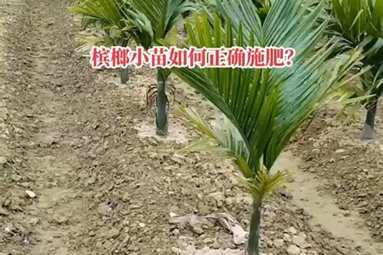 槟榔怎样施肥能高产