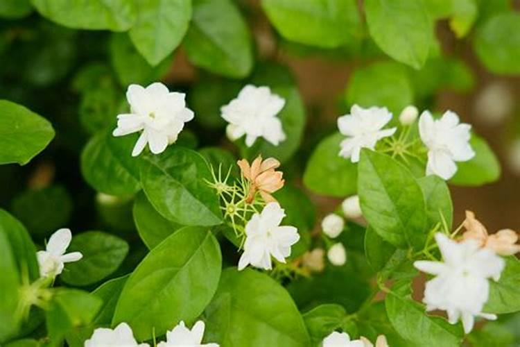 芹菜施尿素正确方法