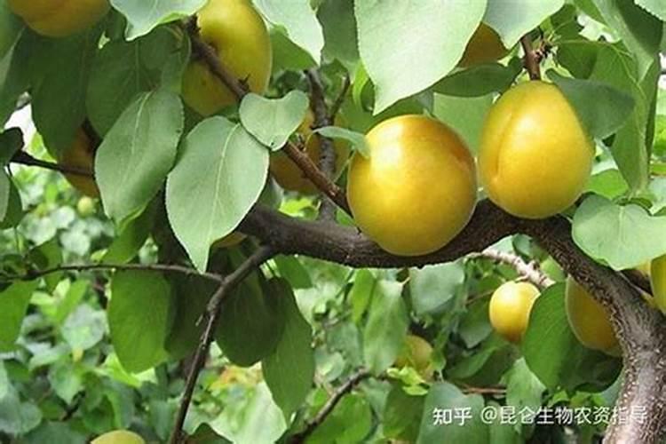 让杏子变甜的方法