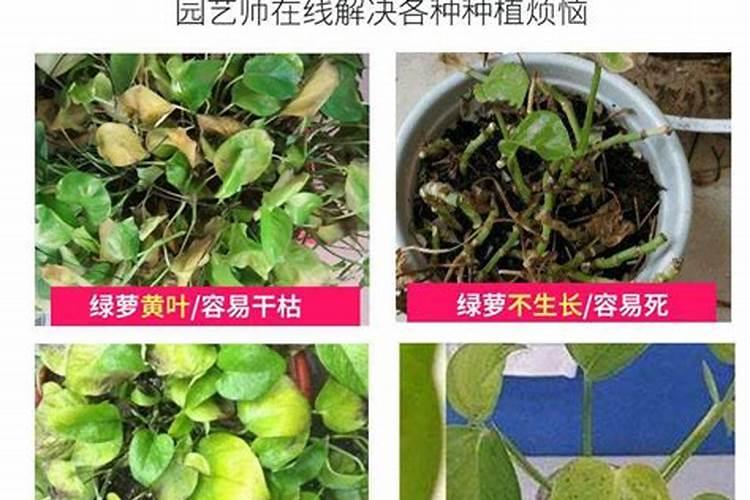 米兰施肥方法和注意事项 米兰如何施肥